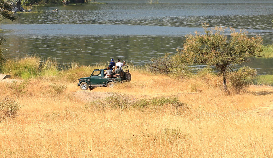 4, K.Raj Tiger Resort, Panna