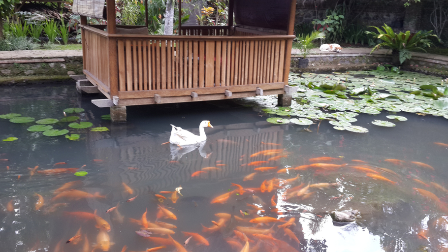 Public Area 4, Mi Casa Ijen Guest House, Banyuwangi