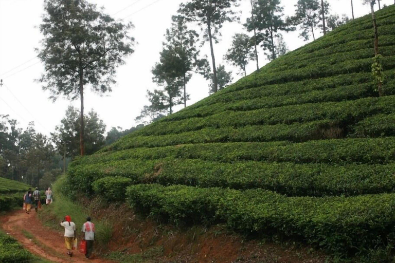 Exterior & Views 2, Wild Elephant Eco-Friendly Resort, Idukki