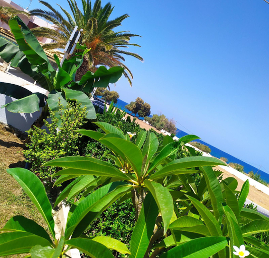 Others 5, Banana Moon, Crete