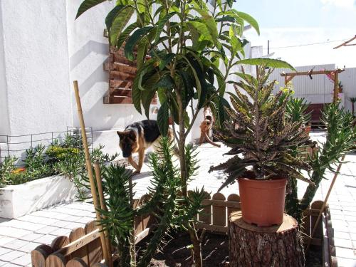 2, Toca do Lobo, Almada