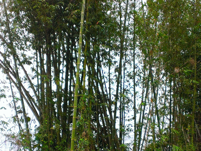 Others 2, Kinabalu Poring Vacation Lodge, Ranau