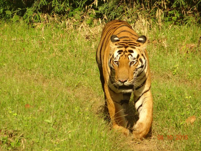 Others 5, Windsor Tiger Resort, Mandla