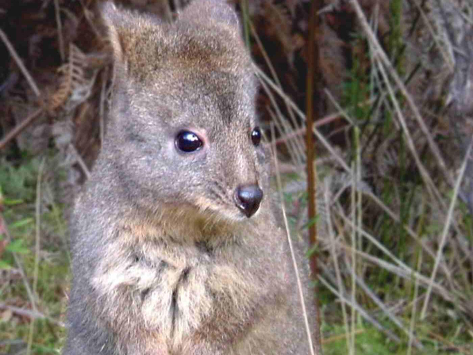 Others 2, Huon Bush Retreats, Huon Valley