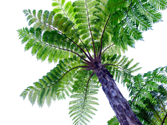 Others 3, MAGACHABARU OKINAWA, Motobu