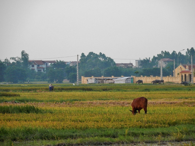 Others 4, Viet Village Hotel, Sóc Sơn