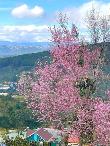 Others 4, Lien Son Da Lat Hotel, Đà Lạt