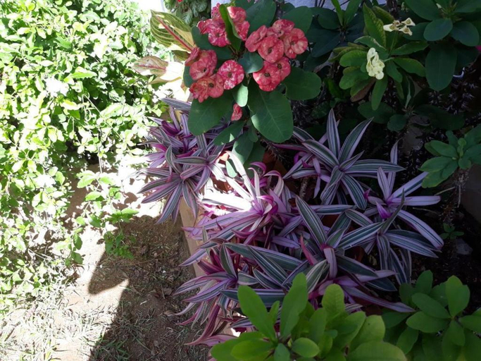 Garden 4, Turtle Bay Rustic Bungalow