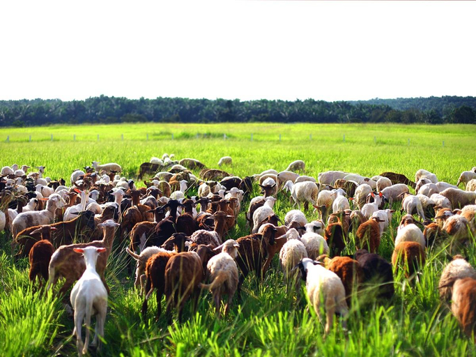 Others 4, UK Farm Agro Resort, Batu Pahat