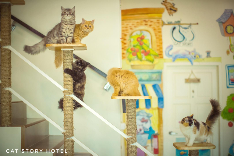 Public Area 2, Cat Story Hotel, Phuket Island