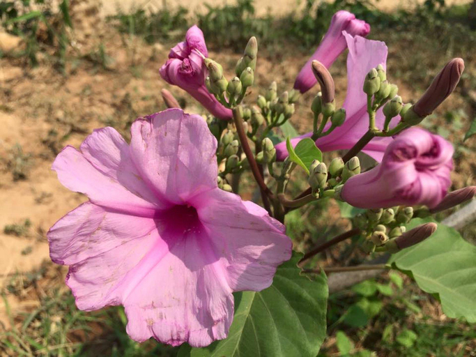 Garden, Mr Charles Hotel, Kyaukme