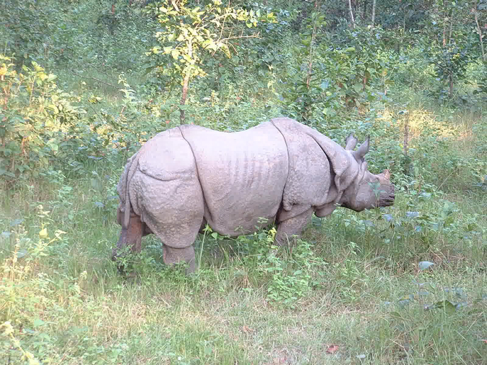 Others 4, Rhino Lodge Bardia, Bheri