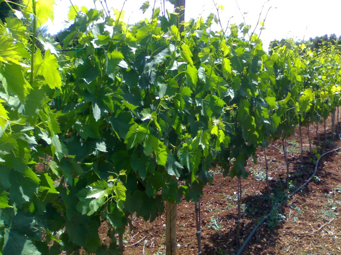Others 5, B&B La Vigna, Brindisi