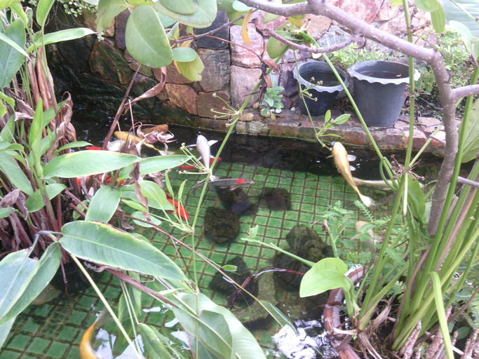 Garden 2, Daisy Residence, Pattaya