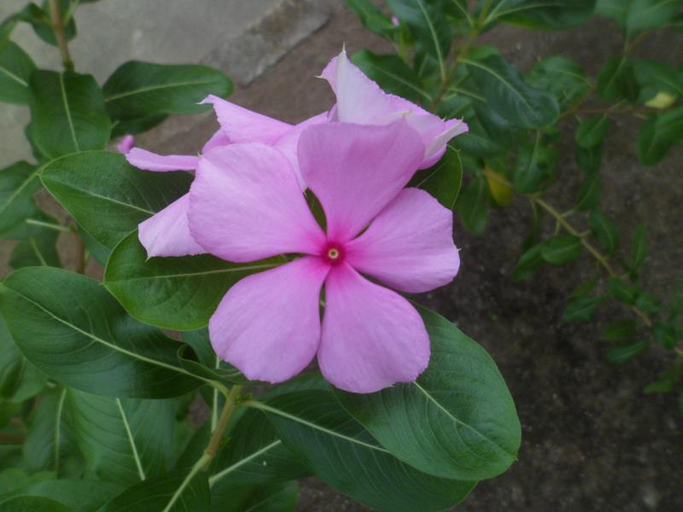 Garden 2, VK Guest House, Lombok