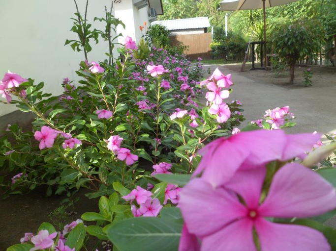 Garden 4, VK Guest House, Lombok