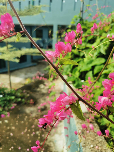 Exterior & Views 2, Green Peace Sungai Lembing, Kuantan