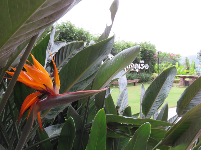 Others 5, Be Cool Boutique Hotel @Phurua, Phu Rua