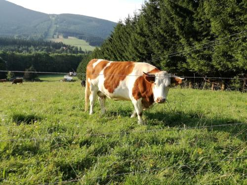 Ramzova apartman Ruzicka, Jeseník