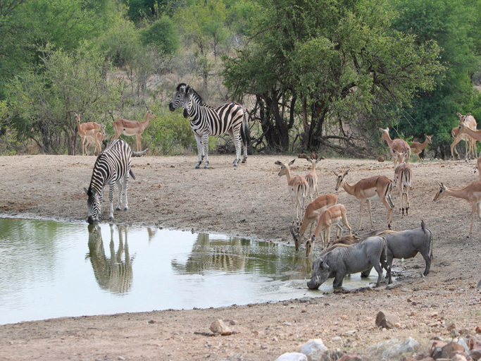 Others 5, Makumu Private Game Lodge, Ehlanzeni