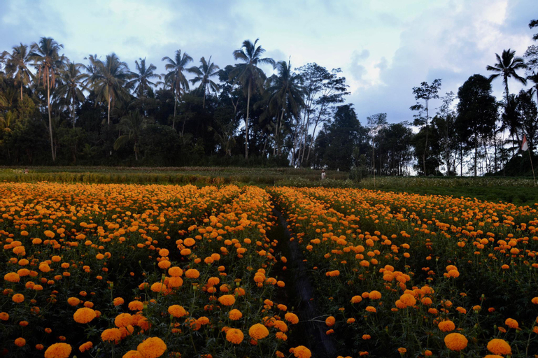 Others 5, IGURU Homestay, Karangasem