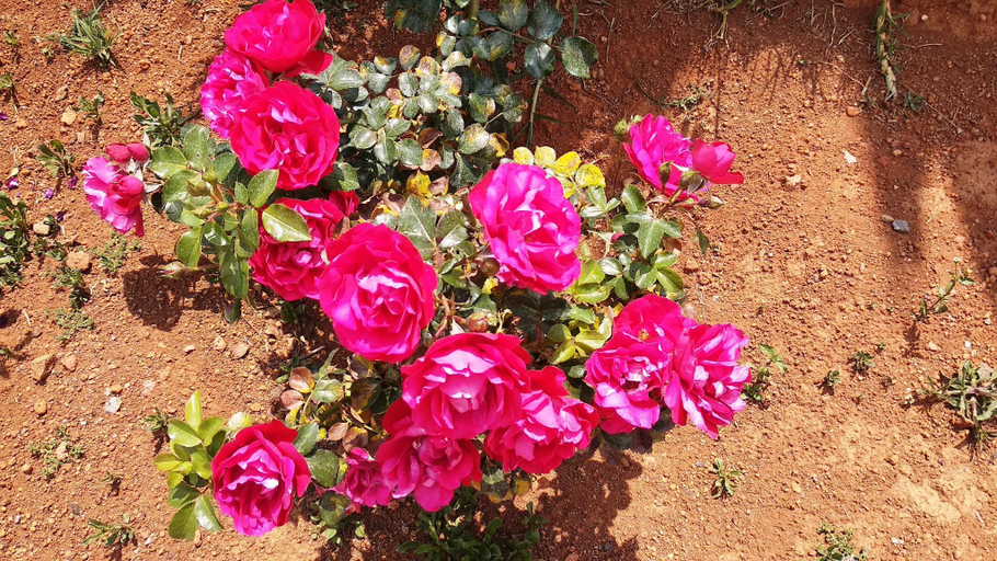 Others 5, Deccan Park Resort, The Nilgiris
