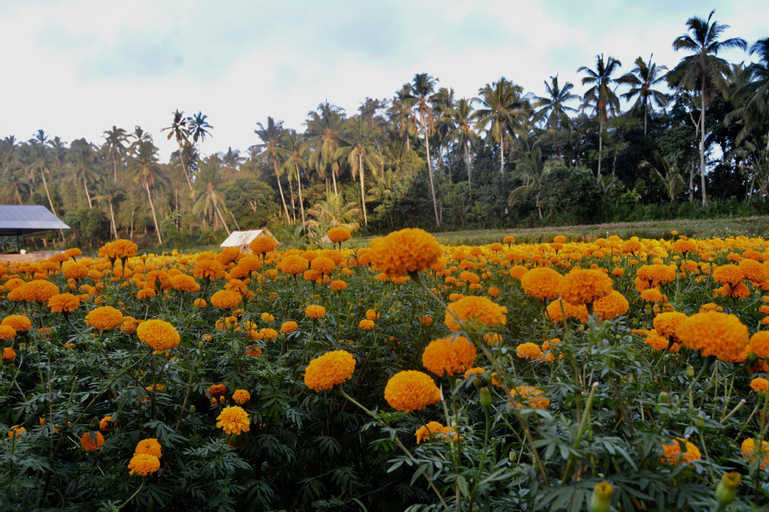 Others 4, IGURU Homestay, Karangasem