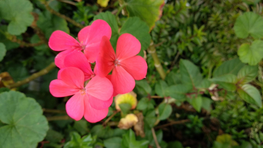 Others 1, Deccan Park Resort, The Nilgiris