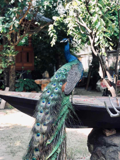 Others 5, Thai Woodhouse - Peacock Room, Wattana