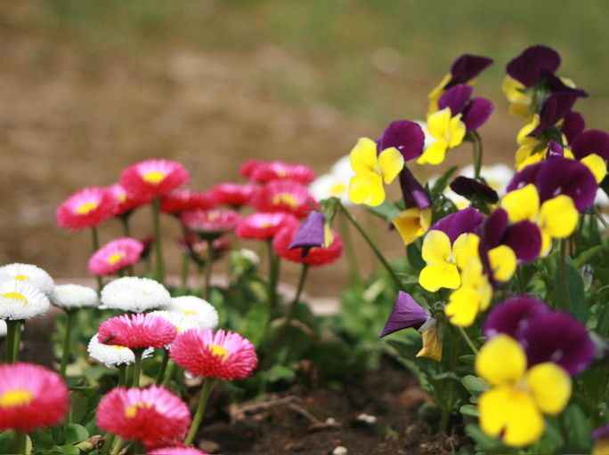 Others 4, Agri in Holiday, Hirosaki
