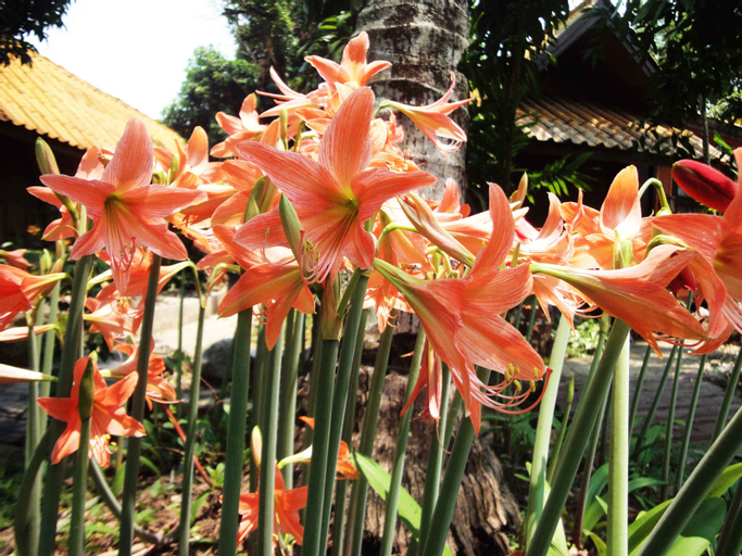 Areeyaphuree Resort Thaton, Mae Ai