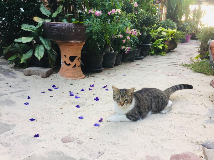 Others 5, The One Hostel Phi Phi Island, Mueang Krabi