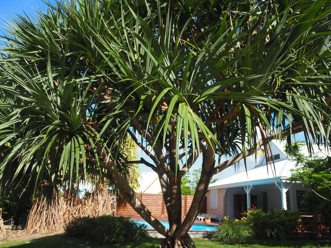 2, Holidays Guadeloupe, Sainte-Rose