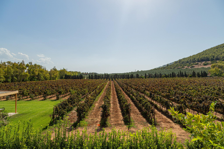 Others 5, Wine Resort Leda d'Ittiri, Sassari