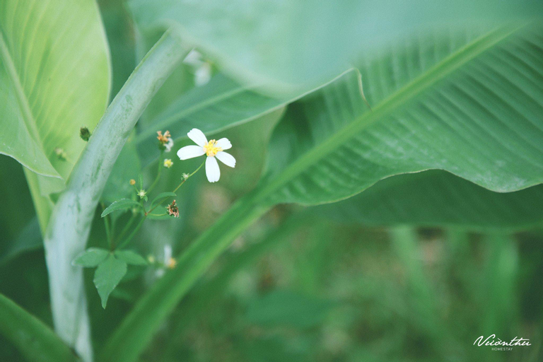 Others 4, Vuon Thu Guest House Garden, Kon Tum
