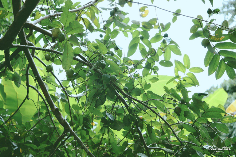 Others 4, Vuon Thu Guest House Garden, Kon Tum