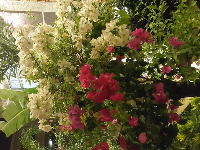 Garden 2, Relax Inn Boutique, Siem Reap