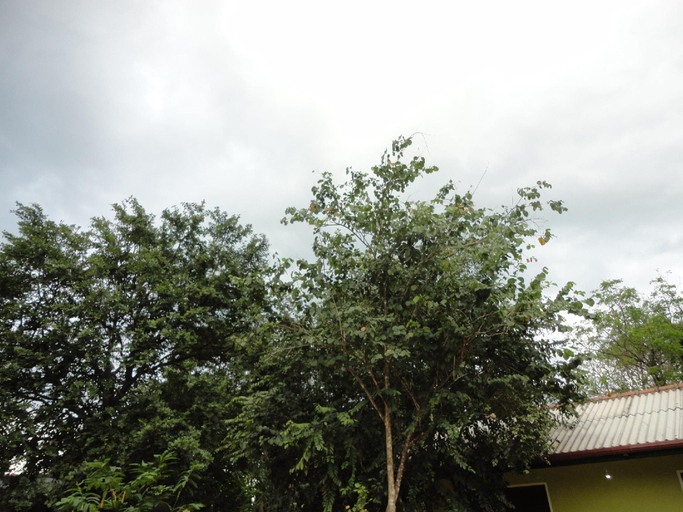 Others 4, Inn On The Tree, Dambulla