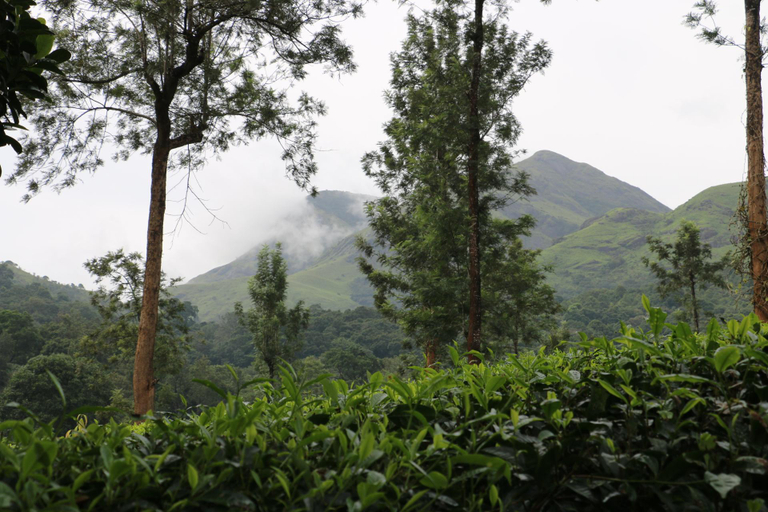 Others 4, Green Garden Rose Villa, Wayanad