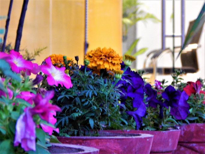 Others 4, Golden Palms (Resort & Banquets), Bahraich