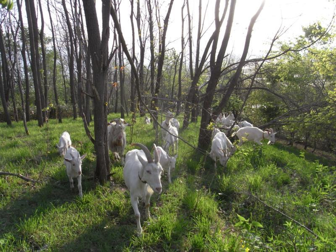 Others 4, Farm Inn Dococa Farm, Nakafurano
