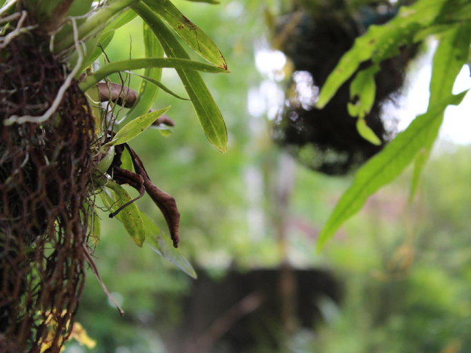 Others 5, Natures Bliss Garden Stay, Wattala
