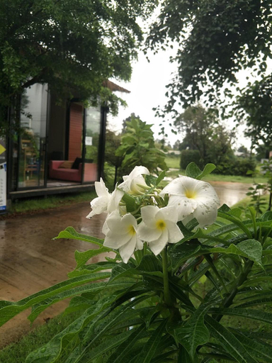 Public Area 2, Suwi Coco Ville resort, Muang Ubon Ratchatani