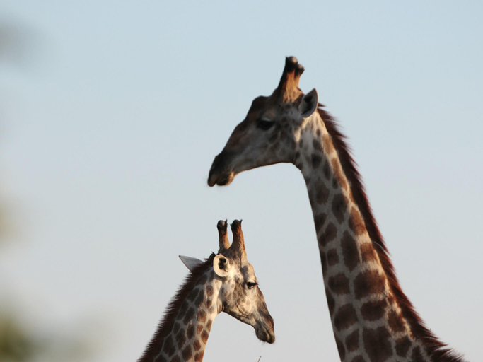 Others 4, Makumu Private Game Lodge, Ehlanzeni