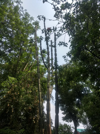 Others 5, The Jungle Bungalow #Bella Finestra, Kangra