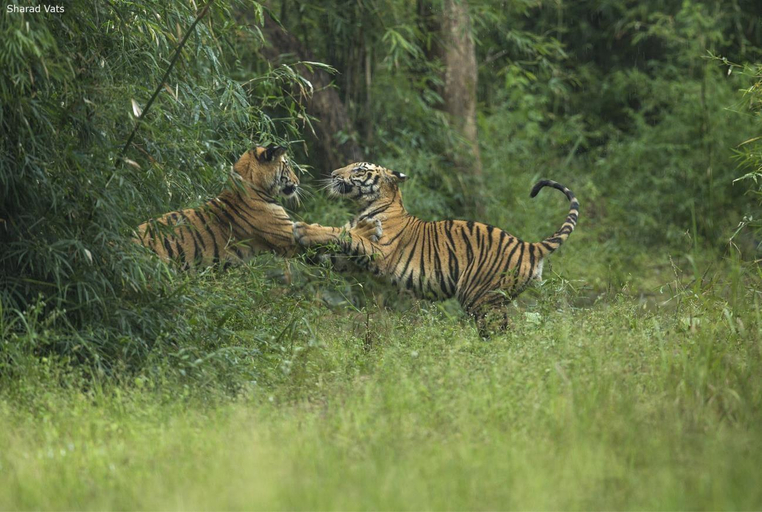 Others 5, Tiger's Den Resort, Umaria