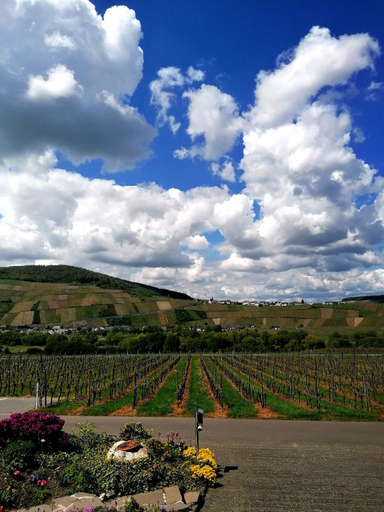 Others 5, Weingut Tiliahof, Bernkastel-Wittlich