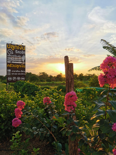 Others 4, Money Plant Resort, Nong Bunnak