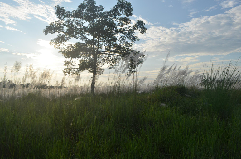 Surrounding environment 2, Meghauli Wildlife Resort, Narayani