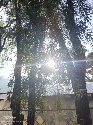 Others 4, Chandra's Home , Nainital